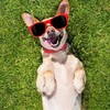 Логотип телеграм канала @pets_are_awesome — Домашние Животные Милота