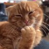 Логотип телеграм канала @pets_petsss — Cat Humor 🐱 | Смішні котики 😹