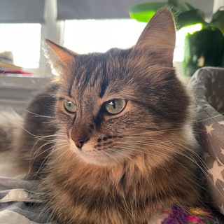 Логотип телеграм канала @petsandlove — Милые и зубастые