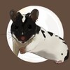 Logo of telegram channel petshamsterss — 🙇🏼‍♀️Аᴦρ᧐ ᥊᧐ⲙАч᧐κ 𐌑ᥲρɸᥲ 🙄