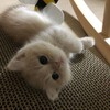 Logo of telegram channel photobatleew — ᴘʜᴏᴛᴏ ʙᴀᴛʟʏ♡