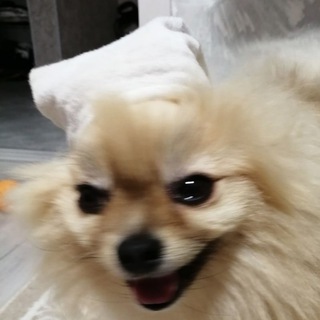 Логотип телеграм канала @photojabs — Фото Jaba | Бесплатно фотошоплю