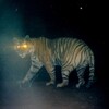 Логотип телеграм канала @photolovushka — фотоловушка для зверушек