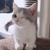 Логотип телеграм канала @photoobattless — photo battle🫶