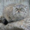 Логотип телеграм канала @phprus_blog — Vladislav Shchapov