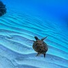 Логотип телеграм канала @phuket_chat — Новости Таиланда