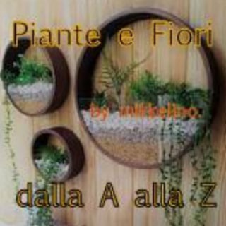 Logo del canale telegramma piantefiorinewslt - 🍂 Piante e Fiori 🌺 dalla A alla Z