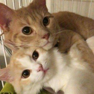 Логотип телеграм канала @piartimebyhhabit — шкафчик ♡🪜