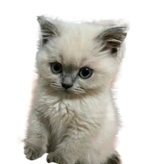 Логотип телеграм канала @pichicats — ❤️Милые котики|Пикчи❤️