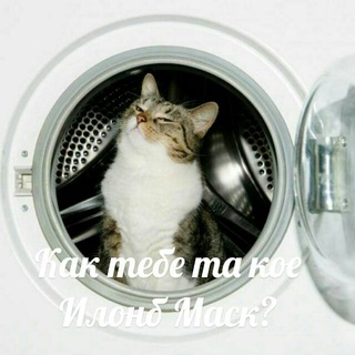 Логотип телеграм канала @picofcats — пикчи с китиками