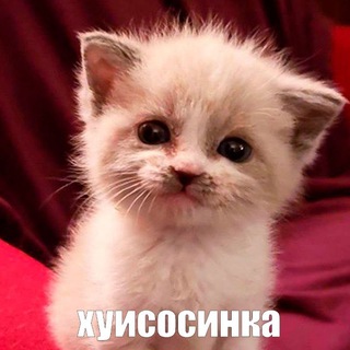 Логотип телеграм канала @picturesislife — Picture Hub