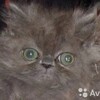 Логотип телеграм канала @piersied — Персидский мальчик необычайной красоты