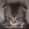 Логотип телеграм канала @pifpauu — Пифпау ойойой