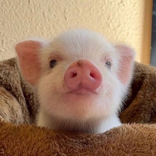 Telegram channel pig pics logo