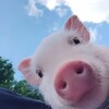 Логотип телеграм канала @pig_cardsnews — Хрюш Cards | Новостной