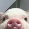 Логотип телеграм канала @pig_picture — Свинские пикчи