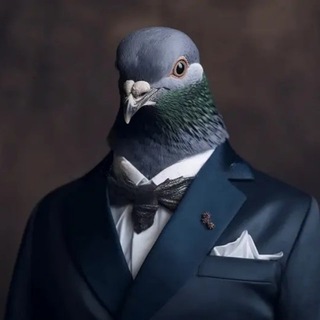 Logo of telegram channel pigeon_crypto — Pigeon Calls