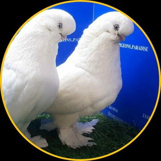 Logo of telegram channel pigeons_paradise — بهشت کبوتران زینتی