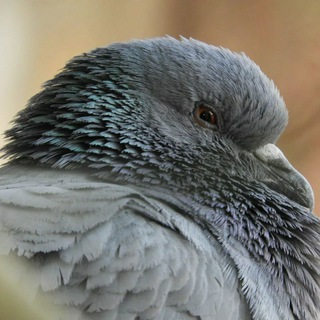 Логотип телеграм канала @pigeonslife — Курлык