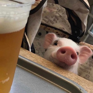 Логотип телеграм канала @pigs93 — Pigs (three different ones)