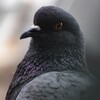 Логотип телеграм канала @pijuestet — Эстетика голубей