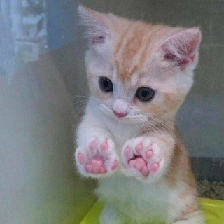 Логотип телеграм канала @pikchikotiki — Пикчи котики