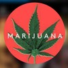 Logo of telegram channel pillsmushroomoxycodone — BEST MARIJUANA