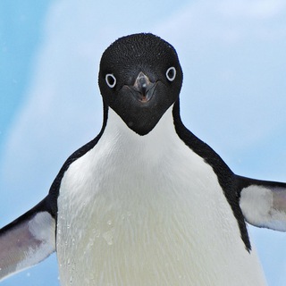 Telegram kanalining logotibi pinguins_world — Мир пингвинов