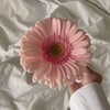 Логотип телеграм канала @pinkflora_spb1 — Доставка 🌸 Цветов 🌸Букеты