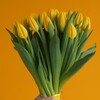 Логотип телеграм канала @pionsalonmsk — Pionsalon