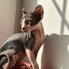 Логотип телеграм канала @pirogi_s_negroni — Барный поэтический ⭕️ имени моего кота.