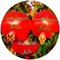 لوگوی کانال تلگرام pirpiran — پیرپیران یاری