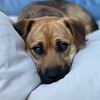 Логотип телеграм канала @pirsbublik — Пёсик-блогер Бублик🐾