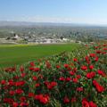 لوگوی کانال تلگرام pishghaleh — پیش قلعه