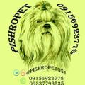Logo saluran telegram pishropet051 — (Pishropet)خریدوفروش وپانسیون سگهای اپارتمانی