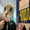 Логотип телеграм канала @piskinapolyana — писькина поляна