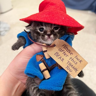 Логотип телеграм канала @pismotri — присмотри за котёнком