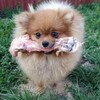 Логотип телеграм канала @pitaniesodakikosnek — НАТУРАЛЬНОЕ ПРАВИЛЬНОЕ ПИТАНИЕ СОБАК И КОШЕК