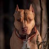 Логотип телеграм канала @pitbull_pechenka — Питбуль Печенька