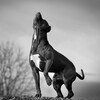 Логотип телеграм -каналу pitbulliagopa — Питбули Агопа