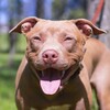 Логотип телеграм канала @pitbulljina — Питбуль Джина
