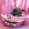 Логотип телеграм канала @pitomnik_krolikov_msk — Ушастый блогер 🐰Питомник кроликов "Ушастый одуванчик"