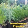 Логотип телеграм канала @pitomnikruziev — Питомник Рузиевых под Казанью