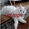 Логотип телеграм канала @pivo_krasivo — Пиво жизнь красива