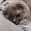 Логотип телеграм канала @pivo_txt — Обзоры Пива.txt
