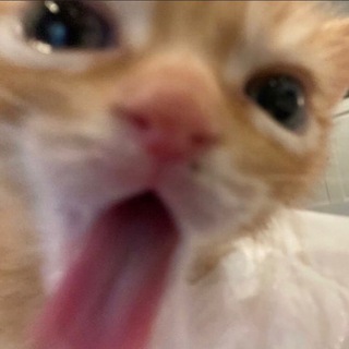 Logo of telegram channel pk4kr4 — пкчкрч