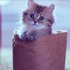 Логотип телеграм канала @pkotyaa — Пушистые котики