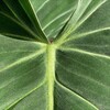 Логотип телеграм канала @plant_balance — ЗЕЛЕНЫЙ БАЛАНС