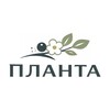 Логотип телеграм канала @plantacrimea — Питомник Планта