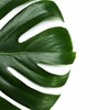 Logo of telegram channel plantagonia — Plantagonia 🌿